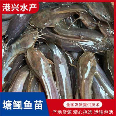 肇庆塘鲺鱼苗_多品种鱼苗供应-量大从优