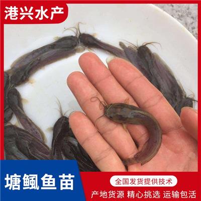 梅州塘鲺鱼苗养殖场_长期供应