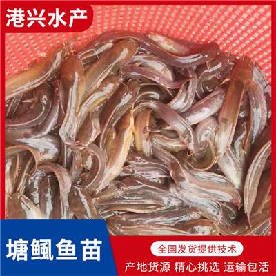 梅州塘鲺鱼苗出售_多品种鱼苗供应-量大从优