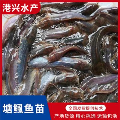 揭阳塘鲺鱼苗价格_港兴水产