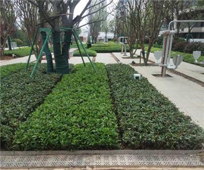 黄山景观绿化工程公司 安徽绿派园林工程有限公司