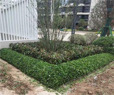 安徽绿化养护设计公司 安徽绿派园林工程有限公司