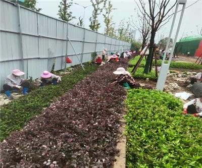 芜湖园林绿化设计 绿派园林工程
