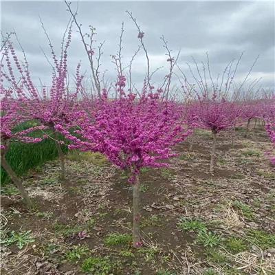 可蕊园林 *杆紫荆 5-6-7公分农户种植 易活