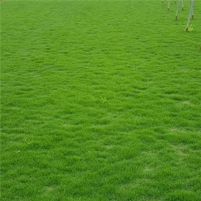 广西南宁剪股颖种子价格草坪常用草籽草种承接各种边坡绿化工程撒草籽