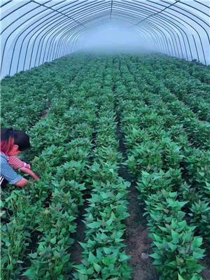 地瓜苗脱毒红薯苗种植基地商薯19全国发货