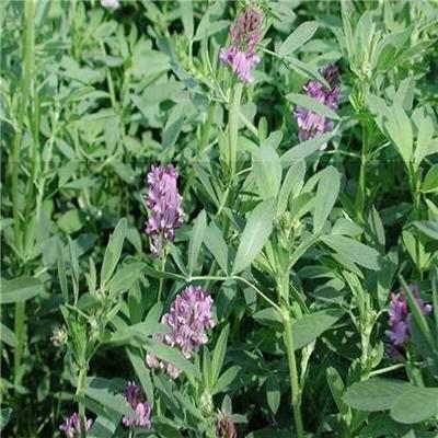 广西紫花苜蓿种子护坡绿化工程草籽牧草草种批发