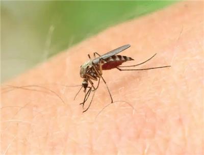 蚊子防治方案