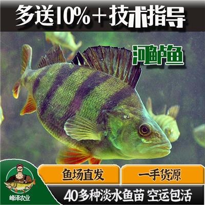 新疆冷水鱼养殖品种价格