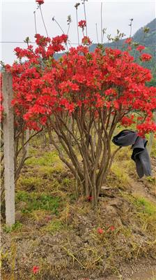 映山红树桩盆景红而发紫3-10分枝高1.5-2米数量1800棵货源地安徽潜山