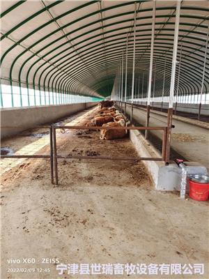 养牛大棚规划方案 养牛棚施工建设 肉牛养殖大棚建造厂家