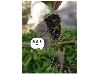 浙江颗粒海藻肥增产 上海思卫特生物科技供应