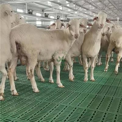 塑料羊粪板 厂家批发羊用漏粪板 羊床板猪羊漏粪板羊舍粪板
