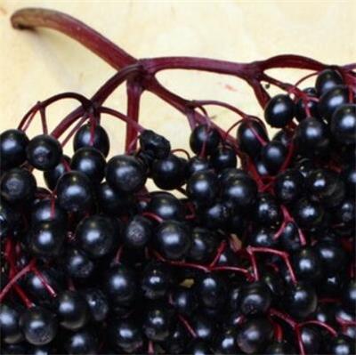 欧洲黑接骨木莓提取物果汁粉