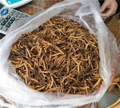 黄埔回收虫草-冬虫夏草回收价格一克多少钱