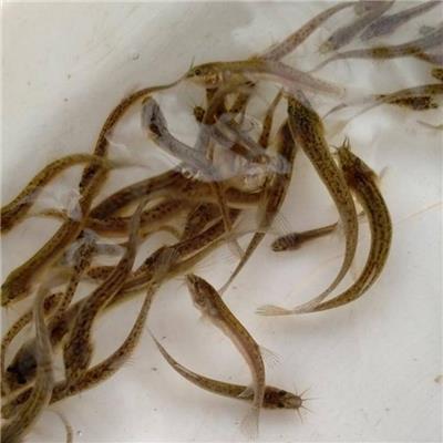 泥鳅养殖-泥鳅养殖失败症结分析-渝长水产养殖场