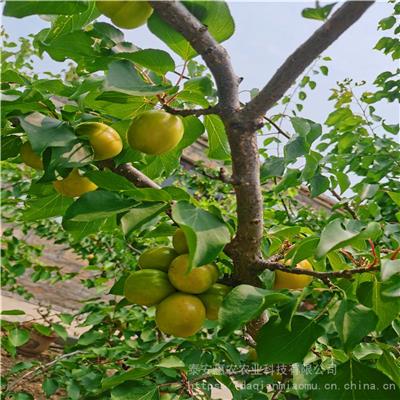 惠农农业 2公分以上珍珠油杏树苗 当年结果口感脆甜不裂