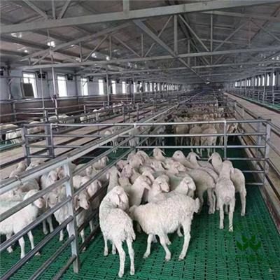 塑料羊粪板 规格60*50塑料羊床板养羊**地板保育床接粪漏缝板养殖场
