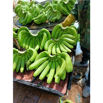 儋州香蕉代收点 欢迎咨询