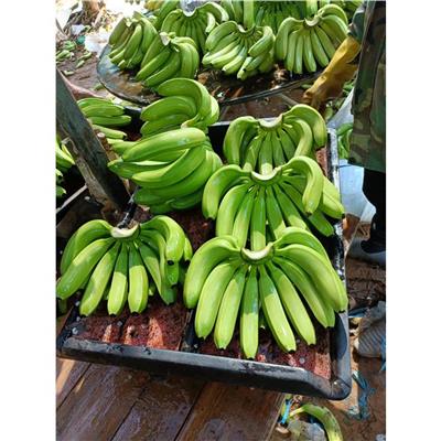 汉中代收香蕉的公司 欢迎咨询