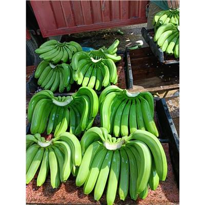 海南香蕉申请的公司 欢迎咨询