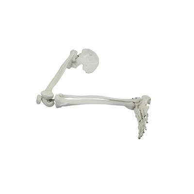 喜玛览德 下肢骨带髋骨模型