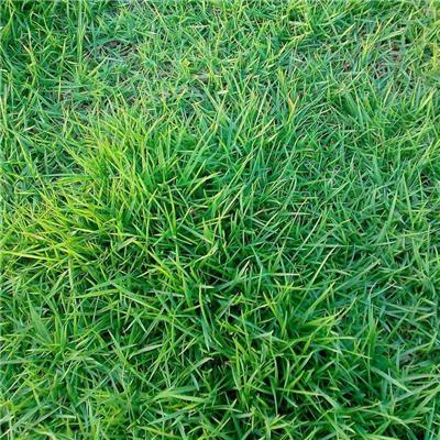 广西南宁马尼拉草种子价格草坪常用草种园林绿化工程草籽批发