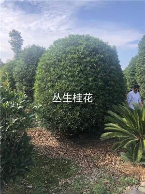 湖北桂花哪里有_湖北重阳木种植方法_绿友苗木