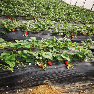 惠农农业 法兰蒂草莓苗南方种植大棚露天草莓 丰产性好