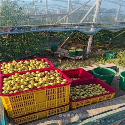 冬枣树苗修剪技术 大棚种植枣树收益 惠农农业 口感脆甜