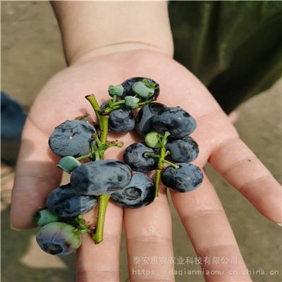 惠农农业 采摘园种植蓝莓苗 结果早能剪枝的蓝莓树品种