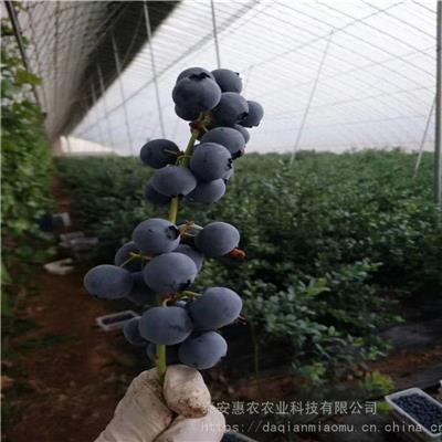 惠农农业 能剪枝的蓝莓树苗品种 云雀蓝莓结果成串采摘方便