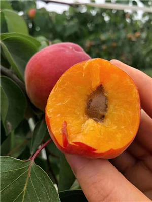杏树苗种植基地 12公分早熟杏树价格
