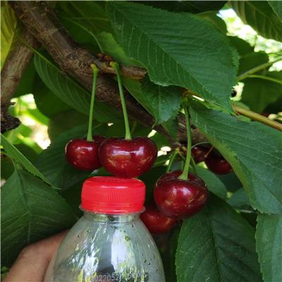 新疆喀什矮化车厘子苗出售 大樱桃树黑色果实品种 惠农农业
