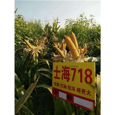 大棒高产玉米新品种衡玉1182 济南丰润种子有限公司