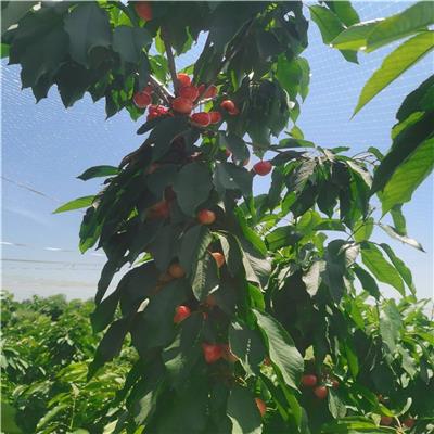 布鲁克斯樱桃树 防雨棚种植果实不裂 口感脆甜硬度好 惠农农业