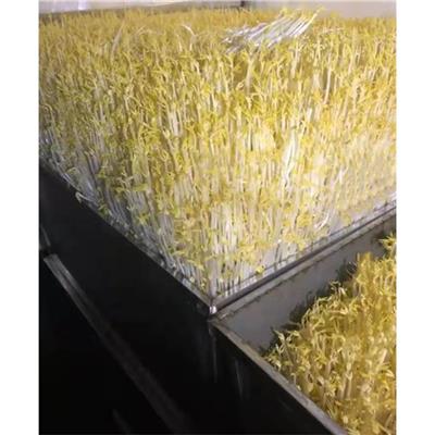 广西豆芽淋水线厂家 支持定制 多功能豆芽机