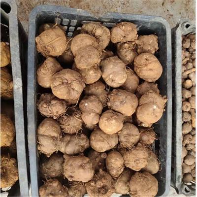 白花半斤以上魔芋种子用什么肥料专业魔芋种植经验充足