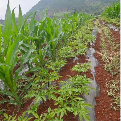 白花花魔芋一代种肥料发酵过程专业保存种子发芽率高