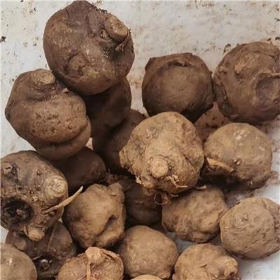汉芋一号魔芋种植要求成活率高专业保存种子发芽率高