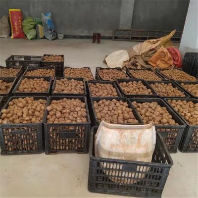 珠牙50-100魔芋种子保存方法专业保存种子发芽率高