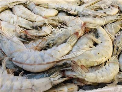 印度厄瓜多尔白虾进口报关清关