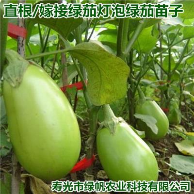 供应直根嫁接绿茄子苗 绿皮灯泡茄子苗 花茄子苗 面包茄苗