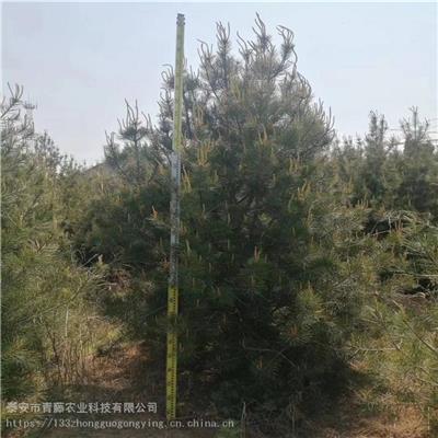 白皮松 泰安白皮松报价 4米白皮松树常用绿化苗 青藤农业