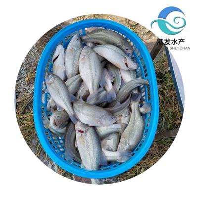 港发水产养殖鲈鱼粒苗 供应加州鲈鱼公分苗 提供养殖技术