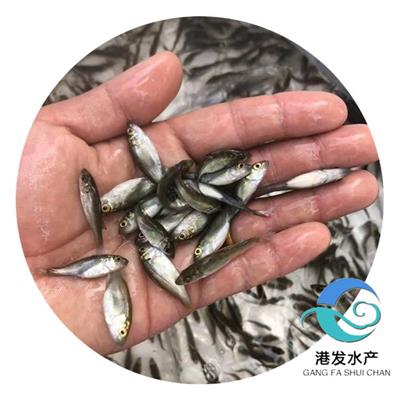 鲈鱼水花开口苗大量供应 海鲈鱼苗常年发货【港发基地】