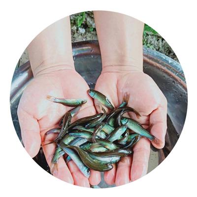 玉林澳洲丁桂鱼苗 优选港发水产 4厘米以上丁贵鱼苗一条价钱