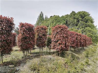 红叶石楠柱子，红叶石楠造型，红叶石楠批发出售