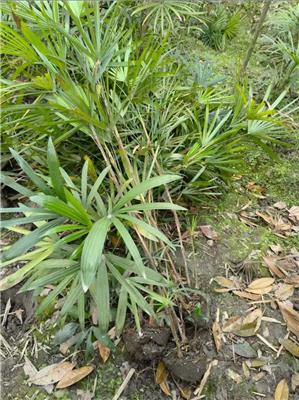 棕竹基地，大量批发棕竹地苗，棕竹可供湖北种植