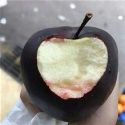 惠农农业 晚熟黑苹果品种魔笛苹果苗 9月底成熟果个大风味好